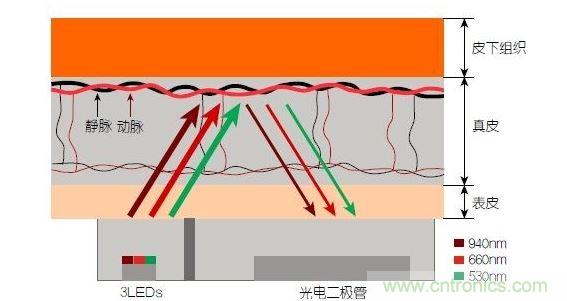 反射光脈搏測量原理。傳感器發(fā)出的光透過皮膚和組織，一部分被吸收，一部分被反射回檢測器。因為動脈中的血流量隨心臟的每次跳動會有所變化，因此光線被吸收的量以及檢測器收到的信號強度也會隨之發(fā)生改變。綠光可以在手腕處提供最佳結(jié)果，而紅光和紅外光一般用于手指測量。 8
