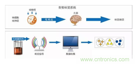 仿生傳感器的定義、原理、分類及應用